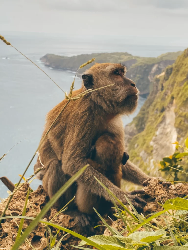 le scimmie e altri animali selvatici a Bali